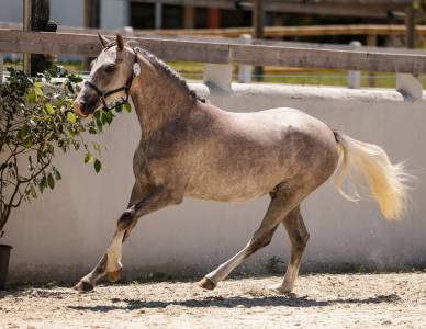 Mare welsh pony (section b) for sale 2023 grey