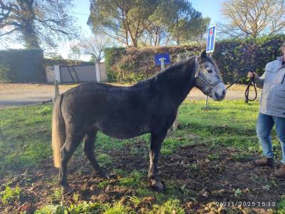 Entire Dartmoor For sale 2022 Grey