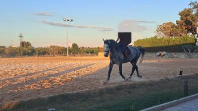 Caballo pre