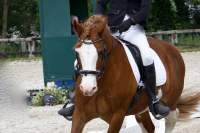 davids welsh dragon - Welsh Poney (Sezione D), Welsh Cob 2013 , Brynithon Models Magic