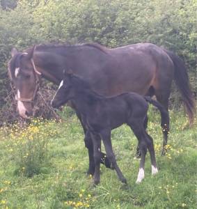 Fattrice trottatore francese in vendita 2012 baio scuro ,  repeat love