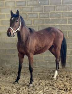 Jument zangersheide par j-nius vv z