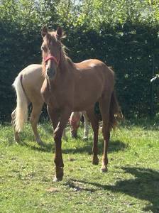 Poulain pure race espagnole plein papier 20 mois