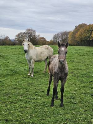 Mare Connemara For sale 2020 Grey