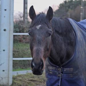 Demi pension/confiage - hongre loisir ou sport club/ama