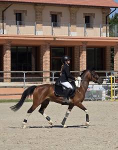 Cavalla altre razze di pony in vendita 2014 altro colore