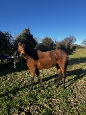 Mare thoroughbred for sale 2020 bay