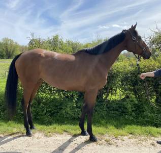 Jument pur sang 6 ans 
