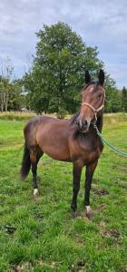 Magnifique jument de 3 ans 