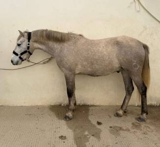 Disponible à la vente hongre, camargue 2023 