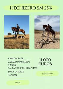 Precioso anglo-árabe 