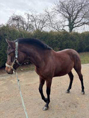 Jument PRE plein papier 