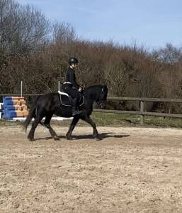 Mare Ariegeois, M&eacute;rens For sale 2020 Black