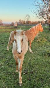 Filly Welsh Pony (Section C) For sale 2025 Palomino