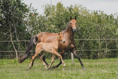 Yegua de ganadería lusitano en venta 2006 bayo por valseur rbo