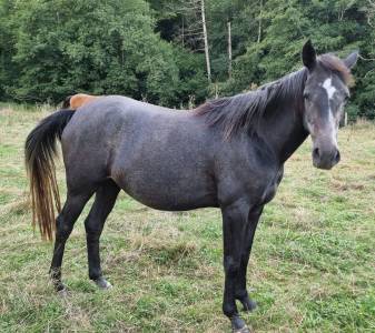 Fattrice purosangue arabo in vendita 2020 nero ,  djevar des graves