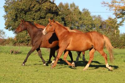 Poulinière aa gestante pour mars 2026