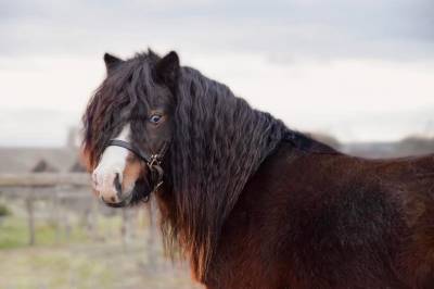 Haston Bluemoon Stars - Amerikaans Miniatuur paard AMHA 2017 ,  BRUCE DU CAP DE LA COSTE