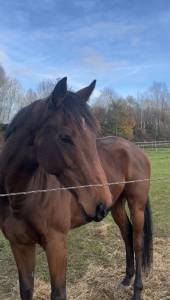 à vendre – hongre de 7 ans ?