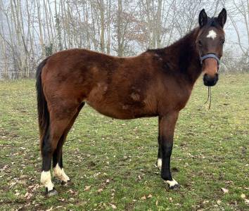 Pouliche sf 2 ans par controe