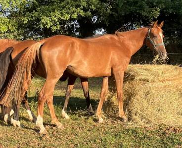 Yegua silla francés en venta 2020 alazán