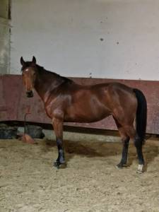 Mare selle français for sale 2015 bay