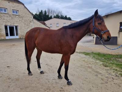 Merrie selle français te koop 2015 donker bruin / bai