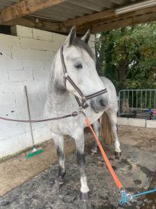 Poney d connemara de sport