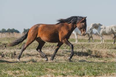 Magnifique pouliche lusitanienne