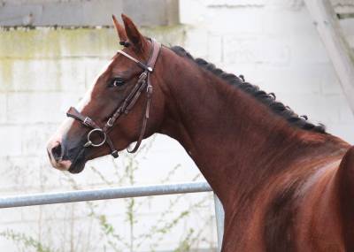 Mare French Saddle Pony For sale 2022 Liver chestnut