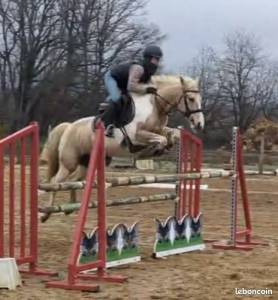 Cavalla origine non conosciuta  in vendita 2019 palomino