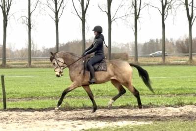 4 years old buckskin nrps gelding 1,67 dressage jumping