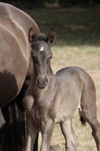 Poulains á reserver