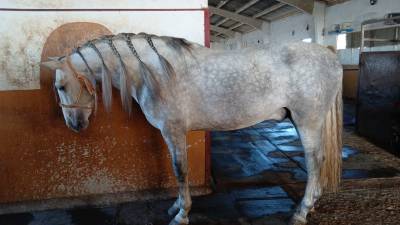 Gitano : pre andaluso- stallone 5 anni- doma vaquera- andalusia 