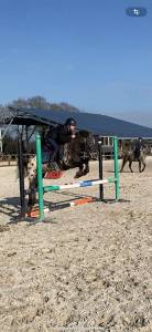 Ruin ras onbekend te koop 2015 appaloosa