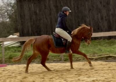 Magnifique welsh part bred 