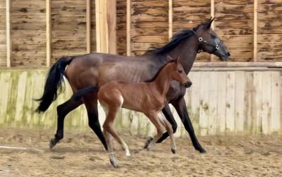 Pouliniere labelissée france dressage /cdf