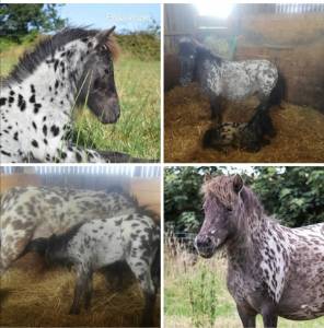 Colt Shetland Pony For sale 2025 Appaloosa