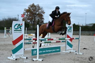 Merrie selle français te leen 2015 donker bruin / bai