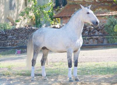 Entire Lusitano For sale 2014 Grey
