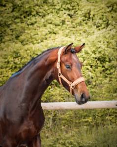 Jument par vitalis x apache