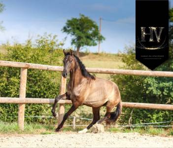 Entire KWPN Dutch Warmblood For sale 2024 Grullo