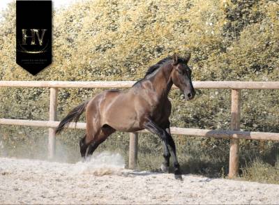 Caballo entero kwpn caballo de deporte neerlandés en venta 2024 grullo por i don malagueno