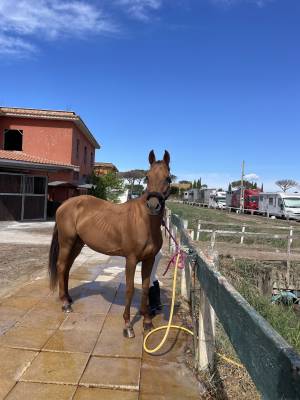 Merrie Rijpaard Te koop 2012 Vos