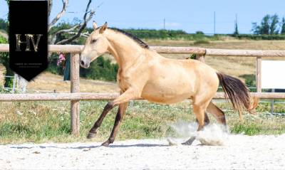 Filly Lusitano For sale 2023 Buckskin