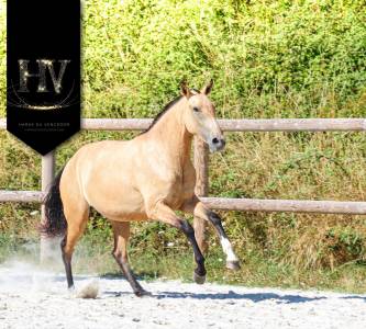 Filly Lusitano For sale 2023 Buckskin