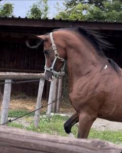 Entire Haflinger Part-Livery 2018 Bay