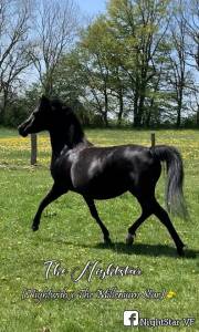 Jument psa 10 ans noire homozygote