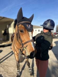 Castrone pony da sella belgio in vendita 2016 baio