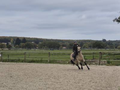 Gelding connemara for sale 2021 buckskin